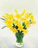 NARCISSUS, DAFFODIL