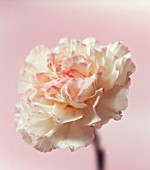 DIANTHUS, CARNATION