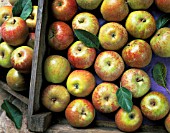 MALUS DOMESTICA COXS ORANGE PIPPIN, APPLE