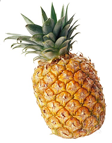 ANANAS_COMOSUS_PINEAPPLE