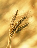 TRITICUM AESTIVUM, WHEAT - BREAD WHEAT