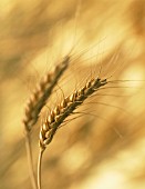 TRITICUM AESTIVUM, WHEAT - BREAD WHEAT