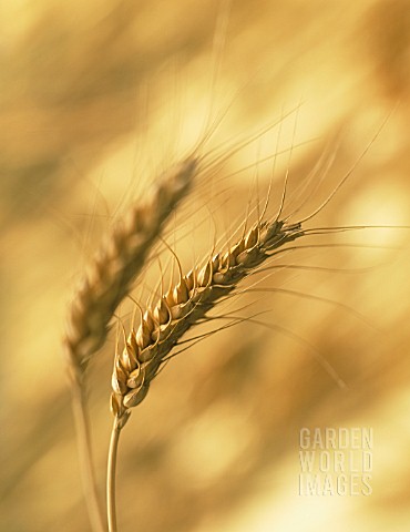 TRITICUM_AESTIVUM_WHEAT__BREAD_WHEAT