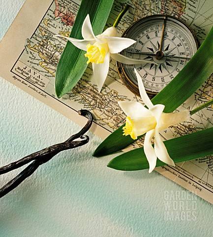 VANILLA_PLANIFOLIA_VANILLA_ORCHID_FLOWERS_AND_PODS