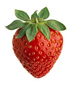 FRAGARIA, STRAWBERRY