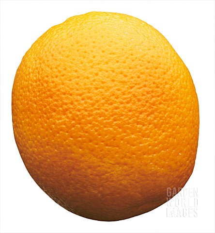 CITRUS_SINENSIS_ORANGE