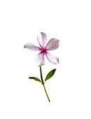 VINCA MINOR, PERIWINKLE