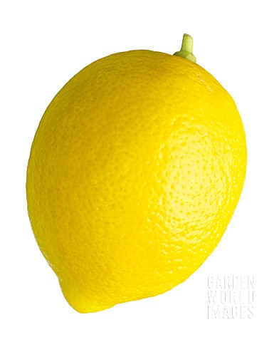 CITRUS_LIMON_LEMON