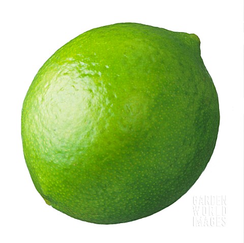 CITRUS_AURANTIIFOLIA_LIME