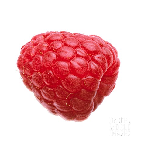 RUBUS_IDAEUS_RASPBERRY