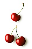 PRUNUS DOMESTICA, CHERRY