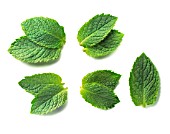 MENTHA PIPERITA, MINT - PEPPERMINT