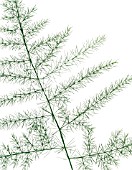 ASPARAGUS PLUMOSUS, FERN - ASPARAGUS FERN