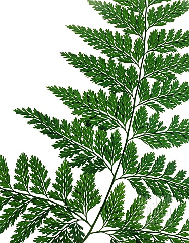 SINGLE_FERN_FROND_CLOSE_UP_CUT_OUT