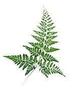 SINGLE FERN FROND, (DIAGONAL, CUT OUT)