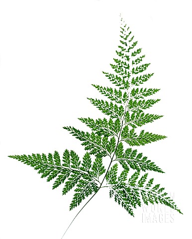 SINGLE_FERN_FROND_DIAGONAL_CUT_OUT