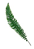 NEPHROLEPIS EXALTATA BOSTONIENSIS, FERN - BOSTON FERN