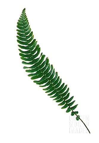 NEPHROLEPIS_EXALTATA_BOSTONIENSIS_FERN__BOSTON_FERN