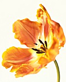 TULIPA, TULIP - PARROT TULIP