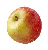 MALUS DOMESTICA, APPLE