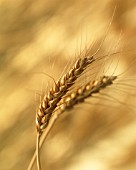 TRITICUM AESTIVUM, WHEAT - BREAD WHEAT