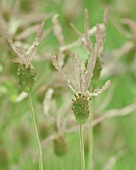 LAVANDULA STOECHAS, LAVENDER - FRENCH LAVENDER