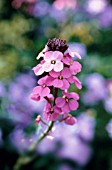 ERYSIMUM BOWLES MAUVE, WALLFLOWER - PERENNIAL WALLFLOWER