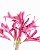 NERINE BOWDENII, NERINE