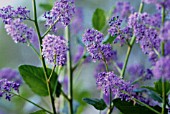 CEANOTHUS, CALIFORNIAN LILAC, CEANOTHUS