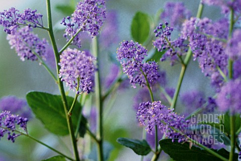 CEANOTHUS_CALIFORNIAN_LILAC_CEANOTHUS