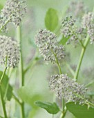 CEANOTHUS, CALIFORNIAN LILAC, CEANOTHUS