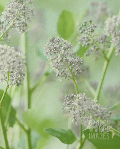 CEANOTHUS_CALIFORNIAN_LILAC_CEANOTHUS