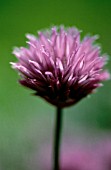 ALLIUM SCHOENOPRASUM, CHIVE