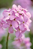 HESPERIS MATRONALIS, SWEET ROCKET, DAME’S ROCKET