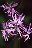 Lychnis flos-cuculi