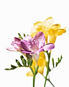 FREESIA, FREESIA