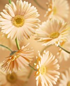 GERBERA