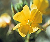 OENOTHERA BIENNIS, EVENING PRIMROSE