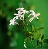 JASMINUM POLYANTHUM, JASMINE