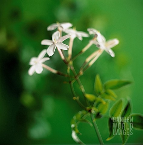 JASMINUM_POLYANTHUM_JASMINE