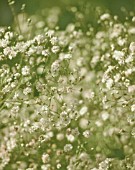 GYPSOPHILA, GYPSOPHILA