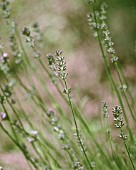 LAVANDULA AUGUSTIFOLIA, LAVENDER