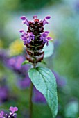 PRUNELLA VULGARIS, SELF HEAL