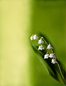 CONVALLARIA MAJALIS, LILY-OF-THE-VALLEY