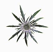 ERYNGIUM X OLIVERIANUM