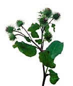 ARCTIUM LAPPA, BURDOCK