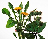 TARAXACUM OFFICINALE & ARCTIUM LAPPA, DANDELION & BURDOCK