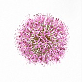 ALLIUM, ALLIUM