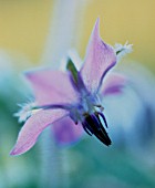 BORAGO OFFICINALIS, BORAGE