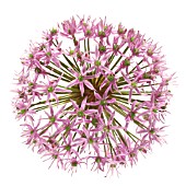 ALLIUM, ALLIUM